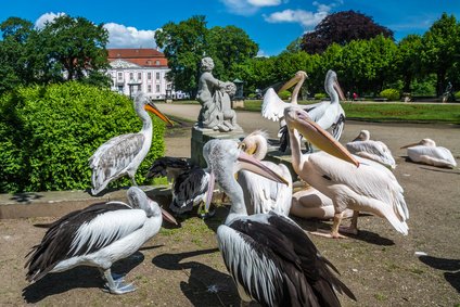 Pelicans in front of the Friedrichsfelde Palace - Urheber @ miroslav_1